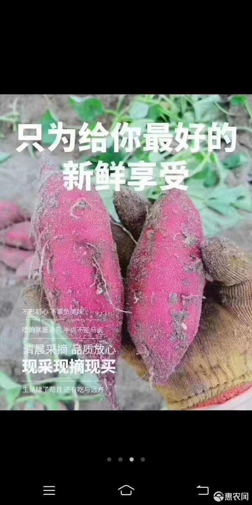 海南红薯 桥头红薯 地瓜精品 实图拍摄 沙价格65元 箱 惠农网